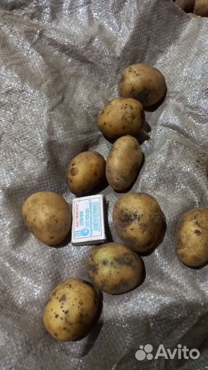 Бюджетным картофель сорт гала