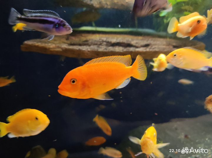 Рыба Цихлида (зебра, еллоу, яло риф, флавус)