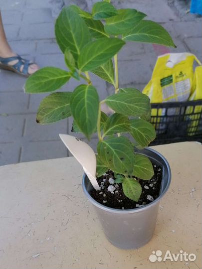 Гортензия крупнолистная Френч Болеро