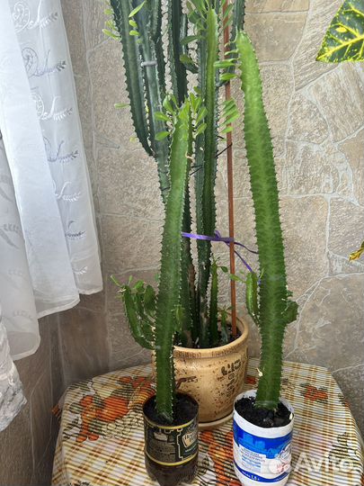 Молочай трехгранный