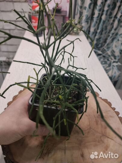 Хатиора суккулент