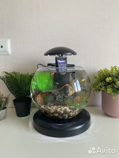 Аквариум со всем содержимым и петушком