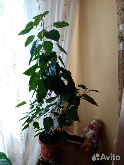 Гибискус китайская роза