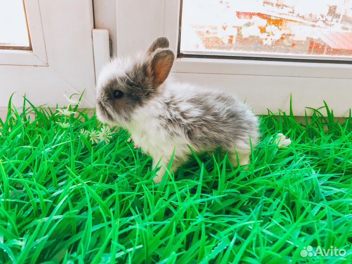 Мини карликовый кролик