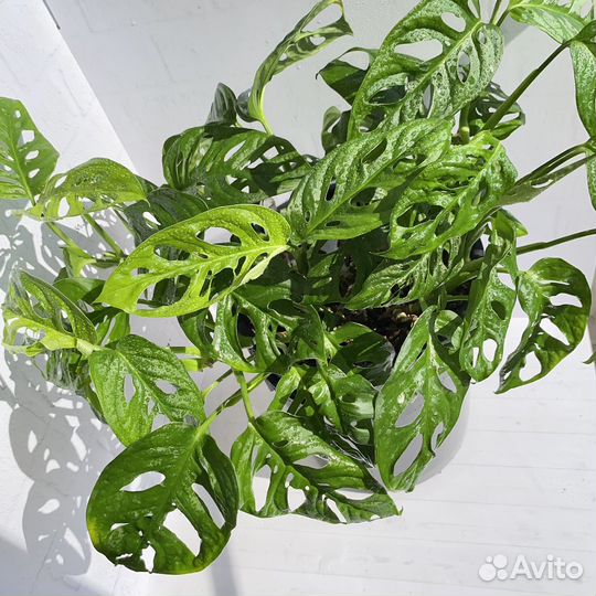 Монстера манки маск