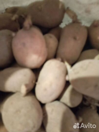 Семенной картофель