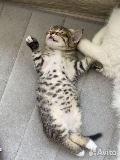 Котенок мальчик