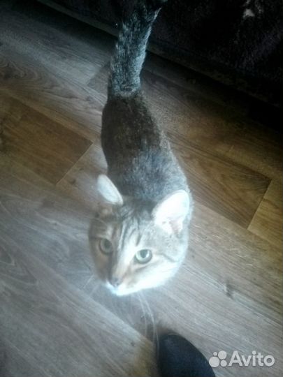 Отдам кота в добрые руки