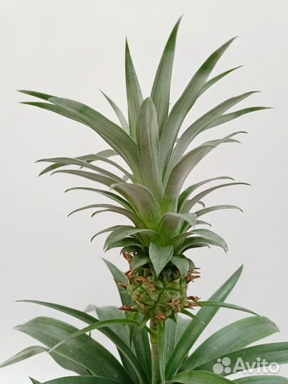 Ананас домашний