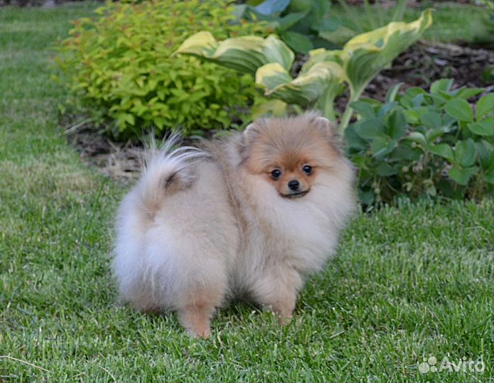 Померанский шпиц, девочки