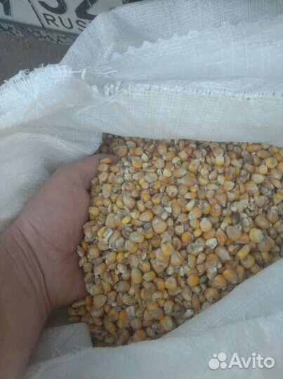 Корм горох, зерно ячмень, кукуруза, овёс