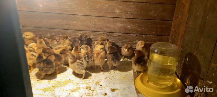 Цыплята Брамы куропатчатые. Яйцо Брама в инкубатор