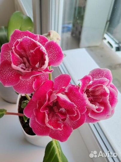 Глоксиния махровая