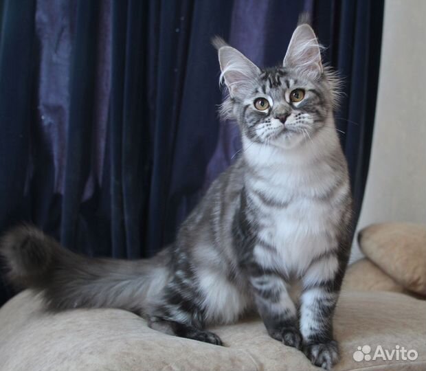 Мейн-кун серебряная девочка