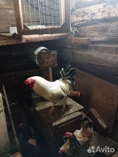 Продам петуха