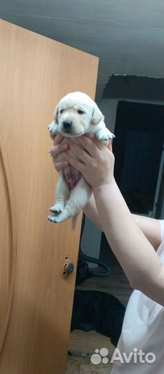 Щенки лабрадора