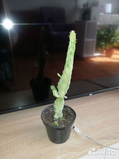 Большой кактус