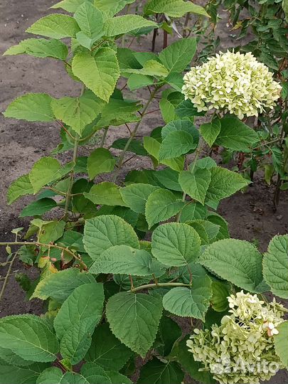 Гортензия белая