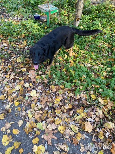 Герда ищет дом