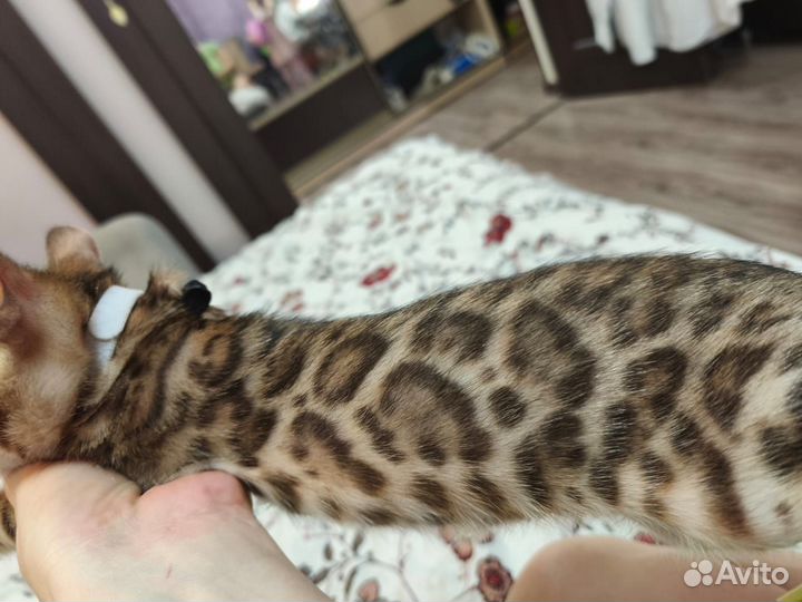 Бенгальские котята