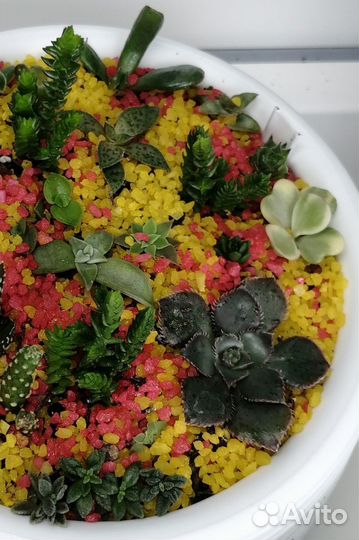 Комнатные растения