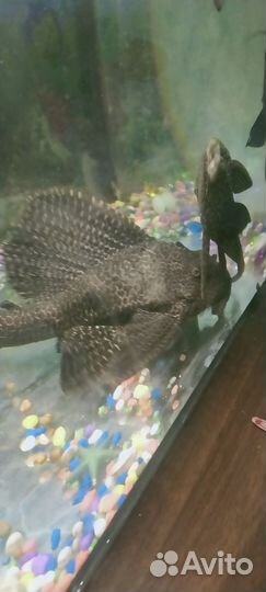 Аквариумные рыбки