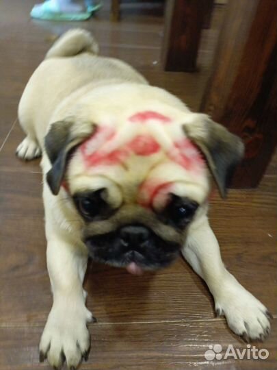 Вязка мопс девочка