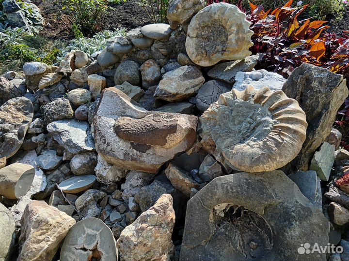 Минералы. Окаменелости. Пирит. Жеоды. Септарии