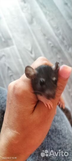 Крыски Дамбо с клеткой