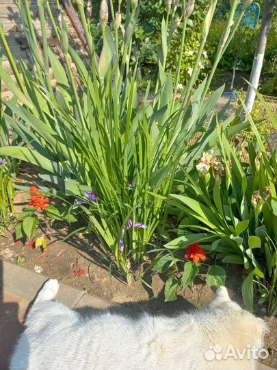 Ирис сибирский