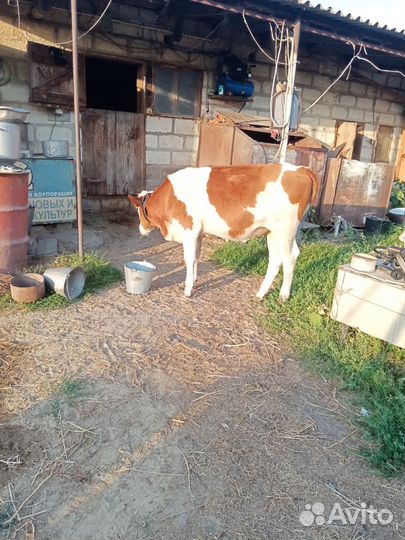 Бычки и телки