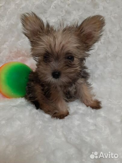 Йоркширский терьер