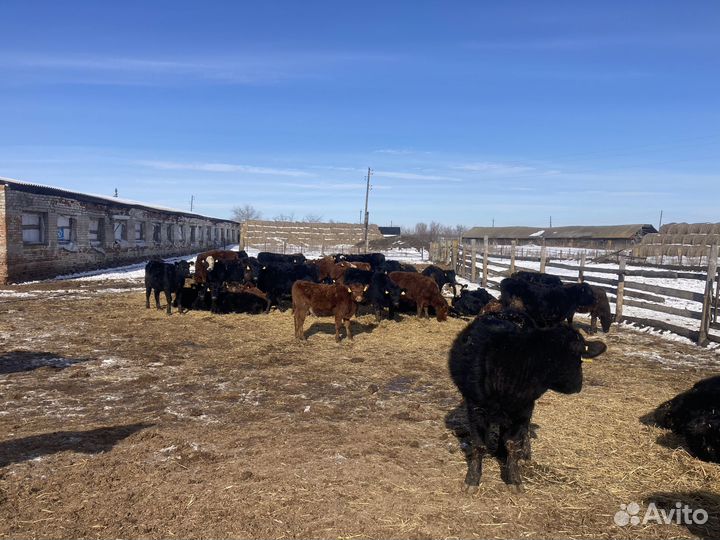 Продаются телки абердино-ангус
