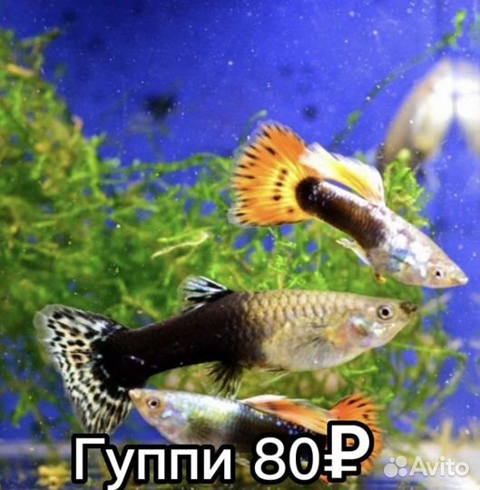Аквариумные рыбки