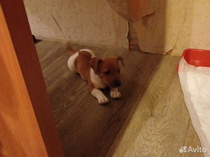 Джек рассел терьер