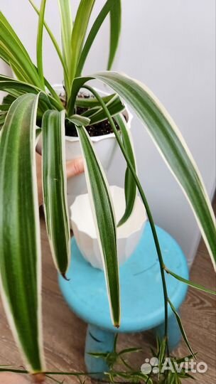 Хлорофитум