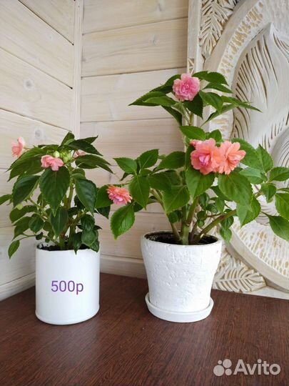 Комнатные растения