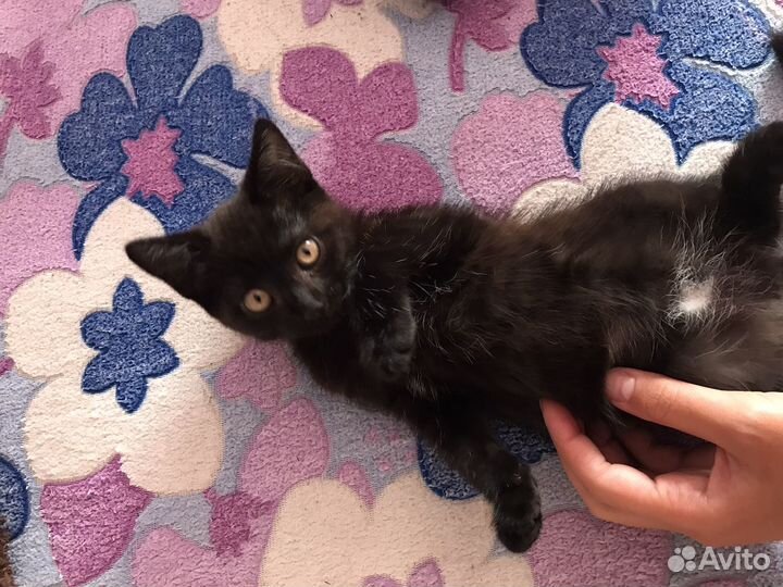 Котята в дар