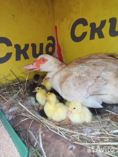 Утята мускусной утки