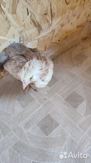 Молодые петушки