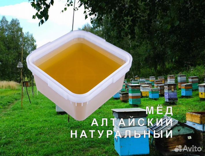 Мед 2023 натуральный алтайский опт