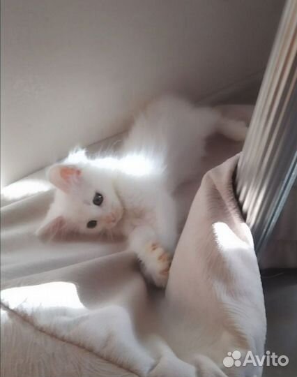 Белые котята бесплатно