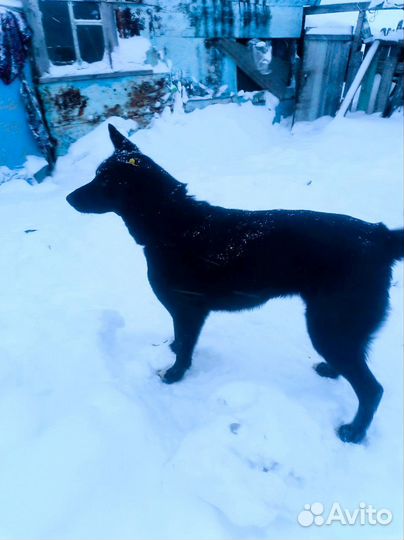 Сторожевая собака