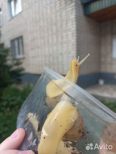 Улитки Ахатины бесплатно