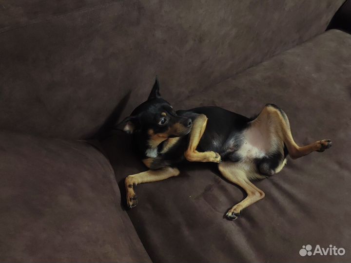 Вязка собак той-терьер