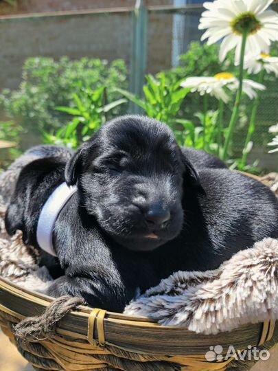 Прямошерстный ретривер