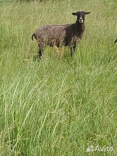 Барана и овцы