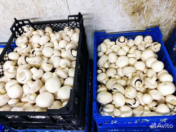 Шампиньоны