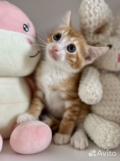 Котята в добрые руки мальчики