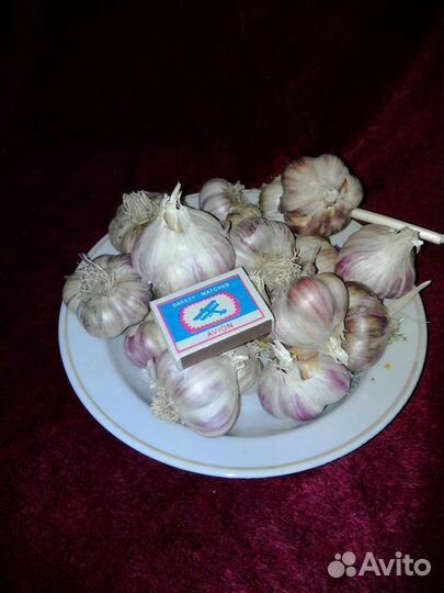 Чеснок